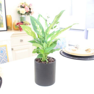 花七休 粉黛万年青黑陶花盆 绿植花卉盆栽 室内居家桌面阳台办公室绿植 带盆栽好