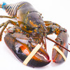 鲜多邦 波士顿龙虾约4500g 1只装 大龙虾 鲜活大龙虾 生鲜海鲜水产