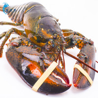 鲜多邦 波士顿龙虾约4500g 1只装 大龙虾 鲜活大龙虾 生鲜海鲜水产