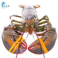鲜多邦 加拿大进口波士顿龙虾约2500g 1只装 大龙虾 鲜活大龙虾 生鲜海鲜水产