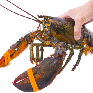 鲜多邦 加拿大进口波士顿龙虾约2500g 1只装 大龙虾 鲜活大龙虾 生鲜海鲜水产