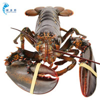 鲜多邦 加拿大进口波士顿龙虾约5000g 1只装 大龙虾 鲜活大龙虾 生鲜海鲜水产