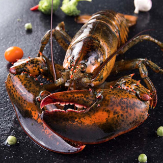鲜多邦 加拿大进口波士顿龙虾约3000g 1只装 大龙虾 鲜活大龙虾 生鲜海鲜水产