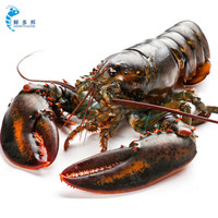 鲜多邦 加拿大波士顿龙虾约1000g 1只装 大龙虾 鲜活大龙虾 生鲜海鲜水产