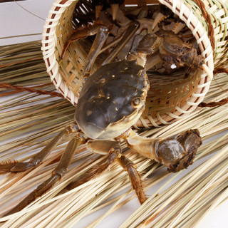 湖中之王 鲜活大闸蟹 全母蟹2.4-2.8两 8只装 1288型现货螃蟹礼盒 海鲜水产
