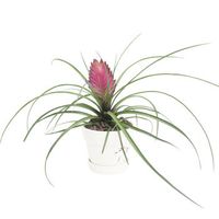 花七休 铁兰 白色印花陶瓷套盆 花卉绿植盆栽 室内居家桌面阳台办公室绿植