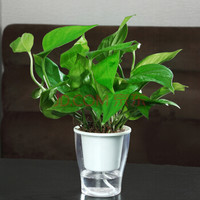 文竹栀子花水培植物绿萝花卉盆栽发财树红掌室内盆栽罗汉松常青藤 绿萝(透明蓄水盆) 带盆栽好