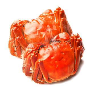 姑苏渔歌 大闸蟹现货实物活鲜礼盒1088型 公3.0-3.4两/只 母2.0-2.4两/只 5对10只装螃蟹 海鲜水产
