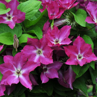 虹越 铁线莲苗p9 波罗尼亚 1年生 花色简单 花型优美 单瓣早花大花型