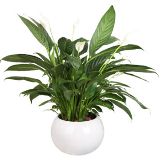 室内居家客厅办公室花卉盆栽绿色植物盆栽箱装