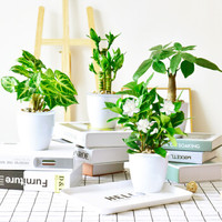 懒人园艺 办公室绿植 盆栽 发财树绿萝栀子花长寿花 花卉 吊兰文竹水培植物 客厅芦荟幸福树薄荷盆景 栀子花-白盆奶白篮