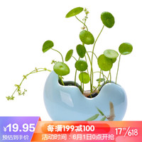 奥美优 绿萝多肉铜钱草水仙花盆陶瓷 水培容器 创意简约 大 植物器皿 LZ7322