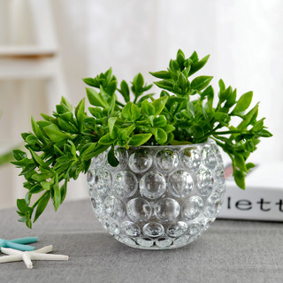 宝兰晶 玻璃水培花瓶 7.5*10cm 不含植物
