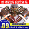 波士顿龙虾鲜活 水产加拿大进口 450-550g/2只