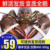 乐食港 波士顿龙虾 2只450-550g进口加拿大 鲜活