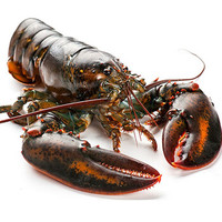 乐食港 波士顿龙虾鲜活 水产加拿大进口 450-550g/2只