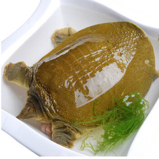 帆儿庄园 鲜活大甲鱼 鳖 1.5-2斤