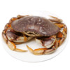 Gfresh 【鲜活】加拿大进口 鲜活珍宝蟹 900-1000g 1只 海鲜水产 烧烤食材
