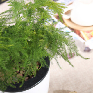 商品花七休 文竹 自吸水白色花盆 花卉绿植盆栽 室内居家桌面阳台办公