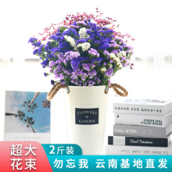 勿忘我干花超大花束云南基地直发满天星家居装饰摆设鲜花称斤卖