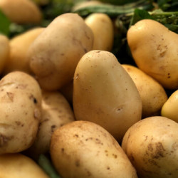 山东新鲜黄皮土豆5斤