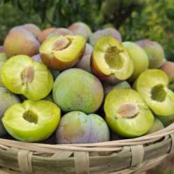 四川脱骨脆李青皮空心青脆李子5斤果