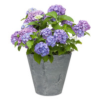 HONGYUE 虹越 无尽夏盆栽 单盆