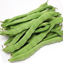 正宗油豆角15斤新鲜蔬菜农家大地自种现摘扁豆角