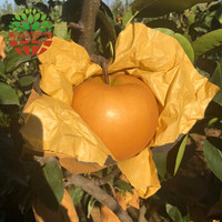 丰水梨新鲜应季时令水果特产 新鲜水果鸭梨 4.9斤散装