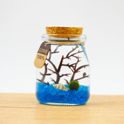 VAKADA 水培植物 微景观 海藻球+生态瓶