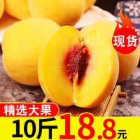 现摘黄桃10斤新鲜桃子当季孕妇水果蜜桃包邮整箱5桃应季时令脆桃