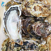 【活鲜】鲜多邦 乳山生蚝三倍体牡蛎 XXL号2.5kg（约15-20个）海蛎子 冷水蚝烧烤火锅食材 贝类海鲜水产