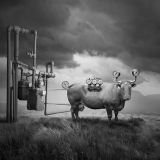 艺术品【PICAPhoto】波兰艺术家托马什·扎切纽克摄影作品 《蒸汽牛》