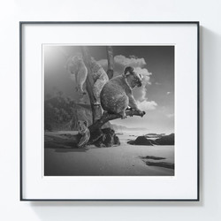 PICA Photo 拾相记 波兰艺术家托马什·扎切纽克摄影《考拉岛》33 x 33 无酸装裱 50版