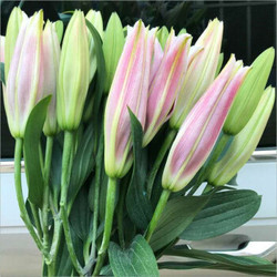省33 2元 香水百合花鲜花花束10朵多少钱 什么值得买