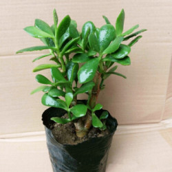 玉树盆栽原土发货2年小苗