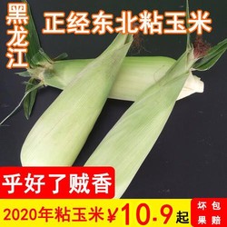 黑龙江特产2020年新鲜农家自种非转基因甜糯粘苞米黄白玉米棒