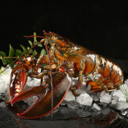 蓝盒子加拿大进口波士顿大龙虾鲜活海鲜水产波龙450g1只装烧烤活鲜400