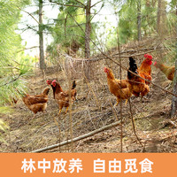 正宗农家散养童子鸡1.3斤 土鸡走地鸡新鲜小仔鸡未打鸣小公鸡整鸡