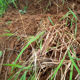 野生白茅根 白毛根茶500g新鲜晒干茅草根甜草根茅根茶另有芦根