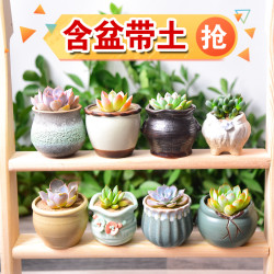 室内盆栽 多肉植物批发组合盆栽肉嘟嘟室内肉肉花植物含多肉花盆营养土绿植 什么值得买