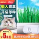 懒人猫草已种好种子盆栽水培化毛球片猫薄荷猫草罐头猫咪零食用品