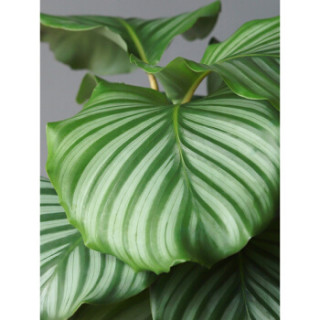 水培植物青苹果竹芋办公桌办公室内花盆栽水养万年青ins桌面绿植青苹果竹芋 金钱罐含盆 报价价格评测怎么样 什么值得买 水培植物青苹果竹芋办公桌办公室内花盆栽水养万年青ins桌面绿植青苹果竹芋 金钱罐含盆 报价价格评测怎么样 什么值得买