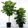 琴叶榕 像提琴叶橡皮树 大圆叶植物 易养室内大型盆栽绿植 70-80厘米1颗