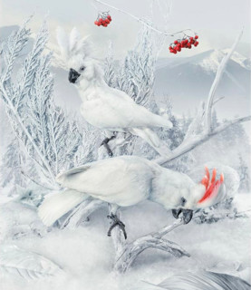 瑞典艺术家 马尔科·格里泽利 与 克里斯蒂安·克兰 摄影作品《凤头鹦鹉》