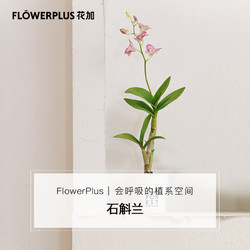 FlowerPlus花加石斛兰土培可开花绿植高雅美观桌面办公室装饰摆件