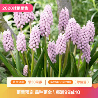 虹越 球根种球预售荷兰进口葡萄风信子种球5球装盆栽地栽球根花卉种球日出 预计12月上旬到货 报价价格评测怎么样 什么值得买 虹越 球根种球预售荷兰进口葡萄风信子种球5球装盆栽地栽球根花卉种球日出 预计12月上旬到货 报价价格评测怎么样 什么值得买