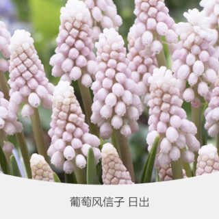 虹越 球根种球预售荷兰进口葡萄风信子种球5球装盆栽地栽球根花卉种球日出 预计12月上旬到货 报价价格评测怎么样 什么值得买 虹越 球根种球预售荷兰进口葡萄风信子种球5球装盆栽地栽球根花卉种球日出 预计12月上旬到货 报价价格评测怎么样 什么值得买