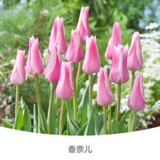 虹越 球根种球预售荷兰进口郁金香种球5度球3球装阳台庭院多年生球根花卉香奈儿 有香味 预计12月上旬到货 报价价格评测怎么样 什么值得买