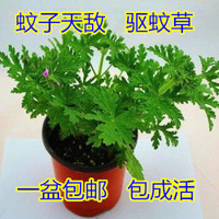 驱蚊草 室内灭虫杀蚊子香草驱蚊子绿植花卉香叶天竺葵盆栽地栽 驱蚊草+原盆 含盆